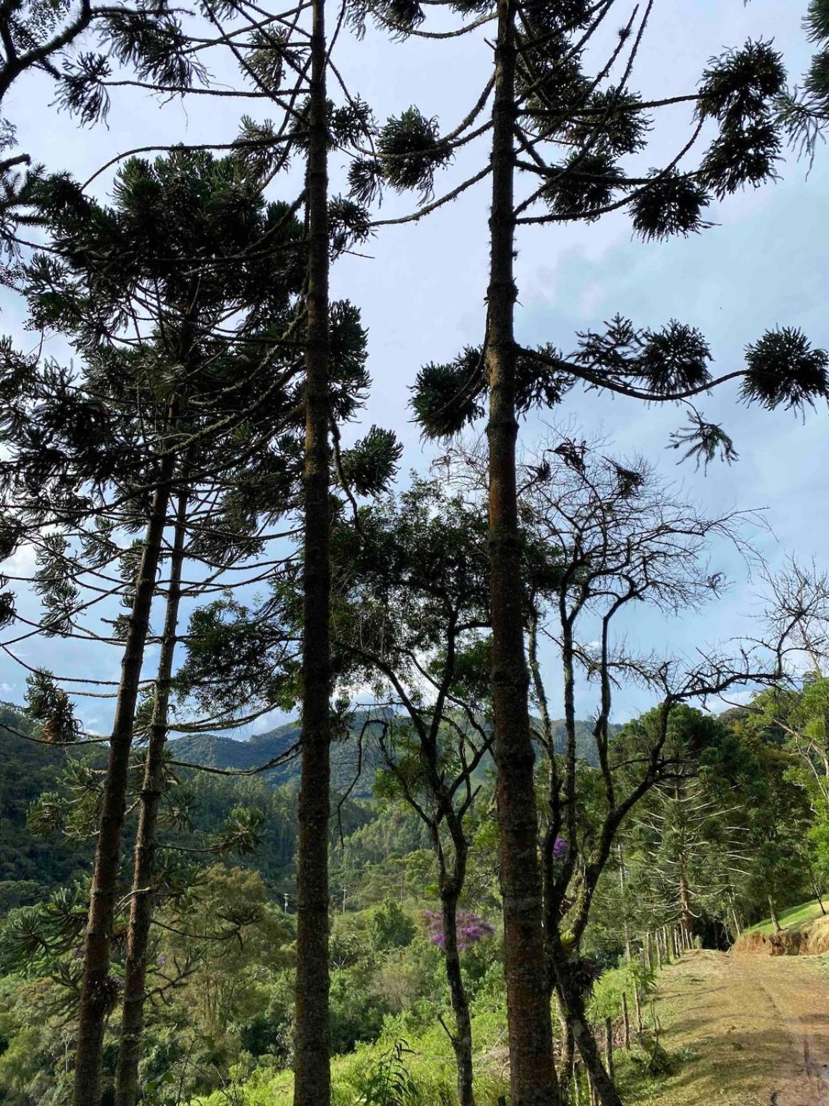 Chales Fazenda Floresta Das Araucarias Cunha Eksteriør bilde