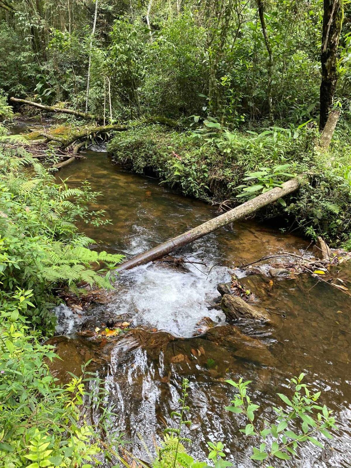 Chales Fazenda Floresta Das Araucarias Cunha Eksteriør bilde